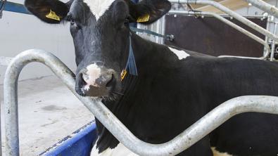 Cama DeLaval M40R con tope delantero