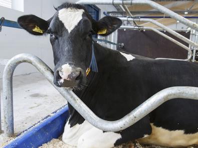 Cama DeLaval M40R con tope delantero