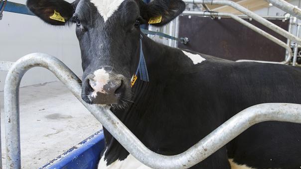 Cama DeLaval M40R con tope delantero