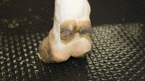 Cama para vacas delaval RM21S