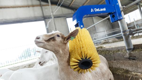 Cepillo para cabras delaval