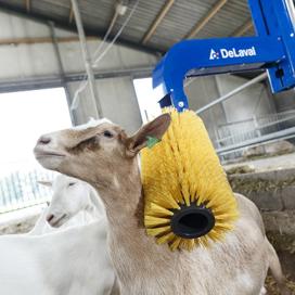 Cepillo para cabras delaval Cepillo para cabras delaval