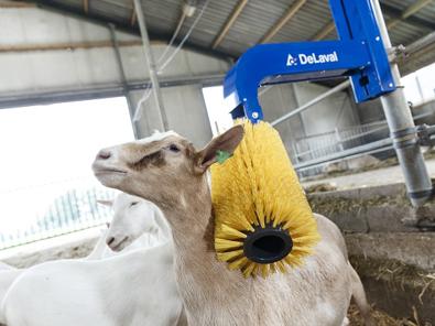 Cepillo para cabras delaval