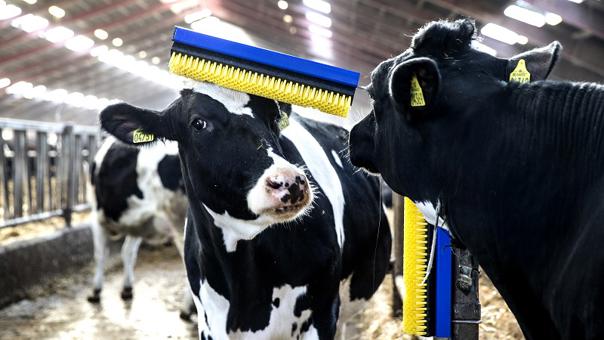 Cepillo estacionario delaval