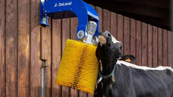Cepillo para vacas delaval