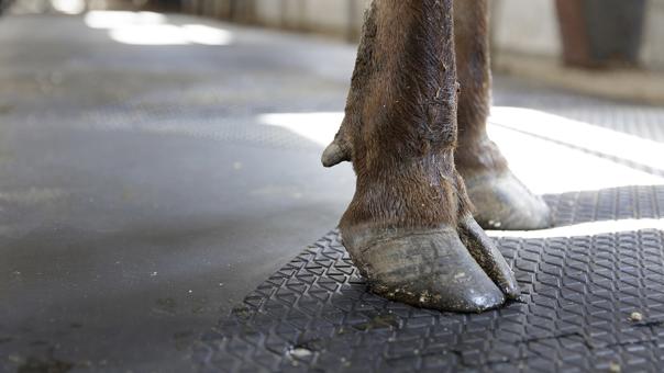 Cubierta de Goma DeLaval RM37F