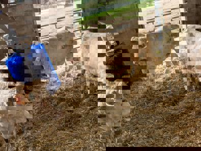 Delaval SBB cepillo vacuno carne