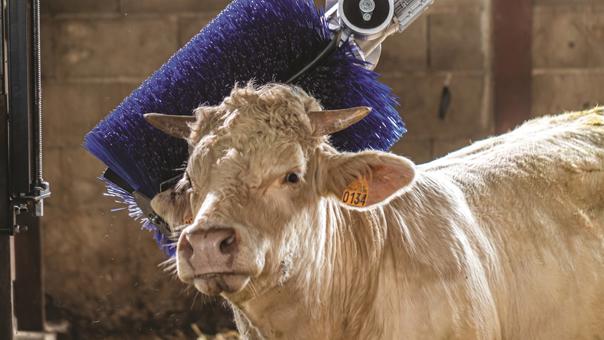 Delaval SBB cepillo vacuno carne