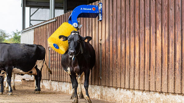 Cepillo para vacas delaval