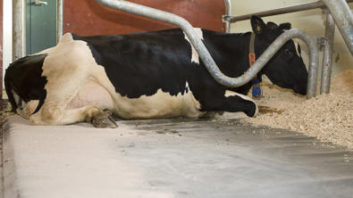 Secante para camas de granjas DeLaval DryMaxx