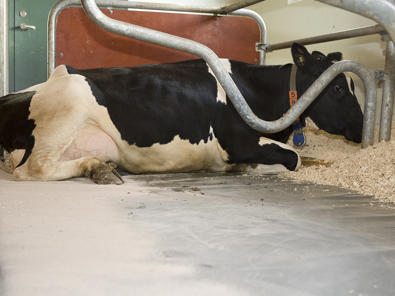 Secante para camas de granjas DeLaval DryMaxx