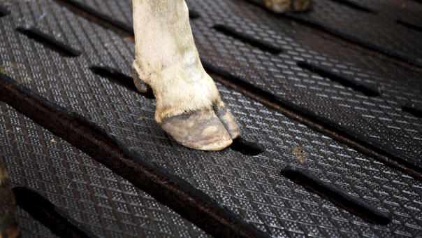 Suelo para granjas delaval sfc Suelo para granjas delaval sfc