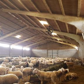 Ventiladores-delaval-ovejas Ventiladores-delaval-ovejas
