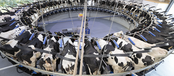 Think Big para grandes rebaños de DeLaval con Rotativas DeLaval deLaval-think-big-grandes-rebaños-Rotativas