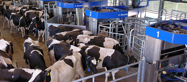 Batch Milking Think Big para grandes rebaños de DeLaval con robots de ordeño batch-milking-Think-Big-para-grandes-rebaños de-DeLaval con robots de ordeño