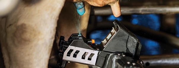 cuidado de la ubre con delaval oceanblu cuidado-ubre-delaval-oceanblu