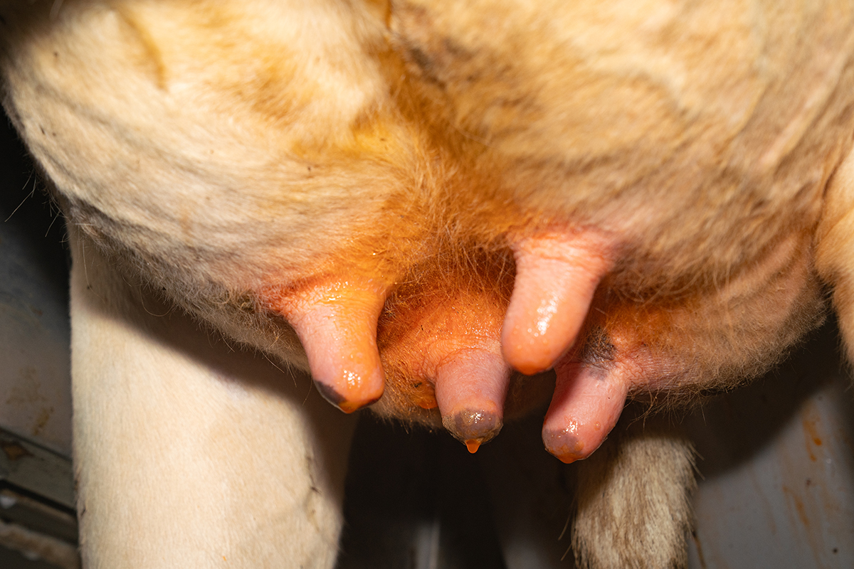 delaval-titan-cuidado-ubre-robot-de-ordeño