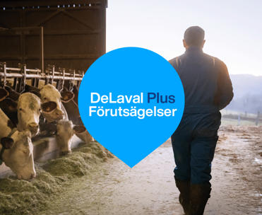 Farmer walking in the barn with cown eating on the left side - DeLaval Plus Predictions