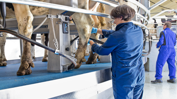 Milker attaching clusters for milking in a rotary parlour