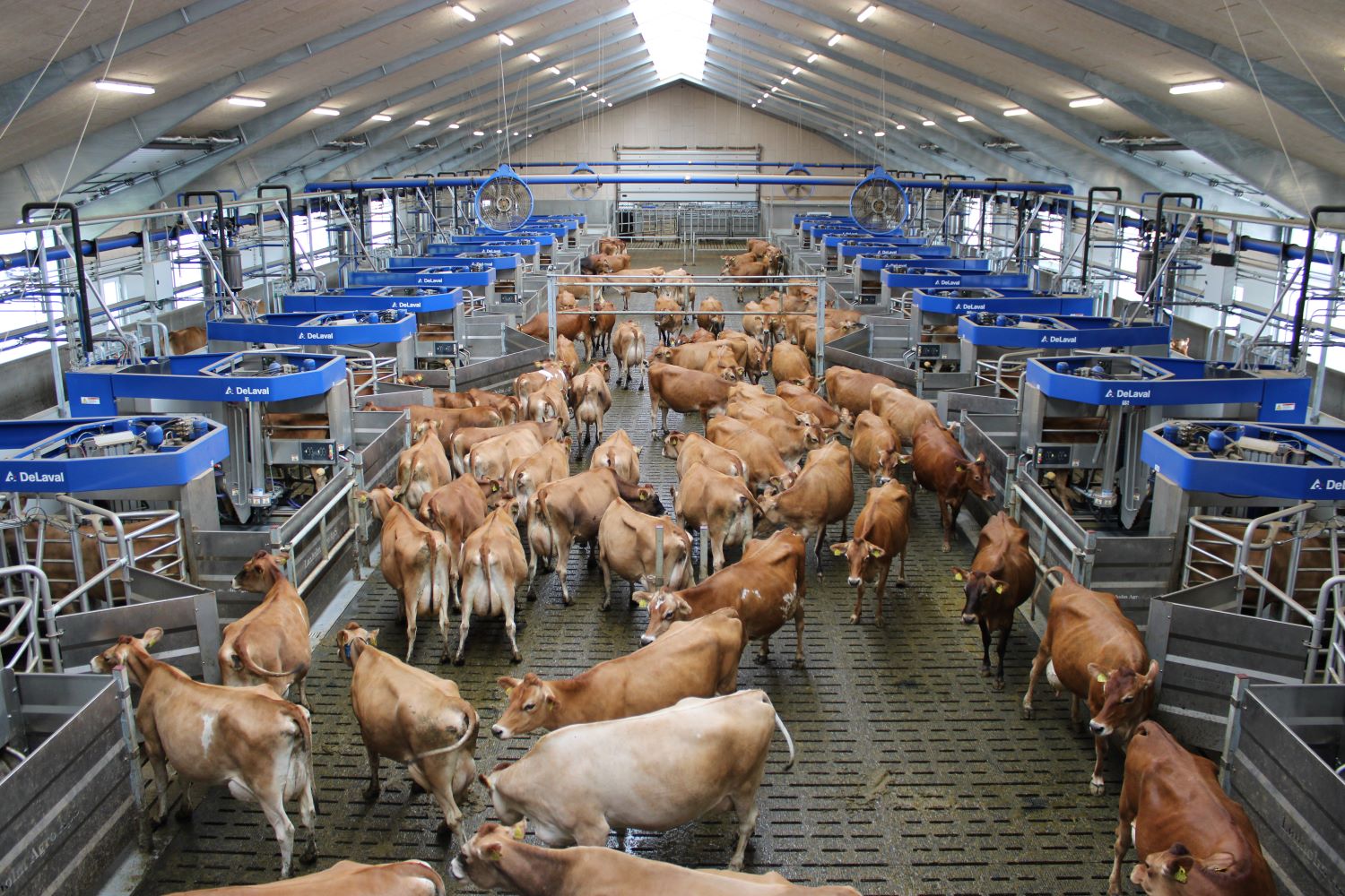 Batch milking