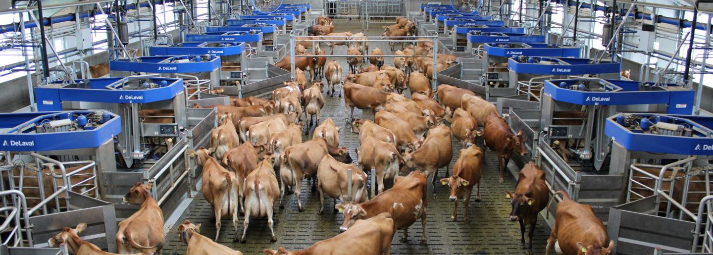 DeLaval VMS™ Batch Milking - VMS Anordnung um Vorwartehof mit Kühen