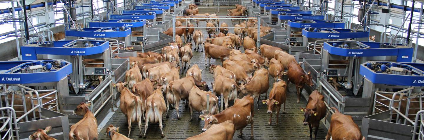 DeLaval VMS™ Batch Milking - VMS Anordnung um Vorwartehof mit Kühen