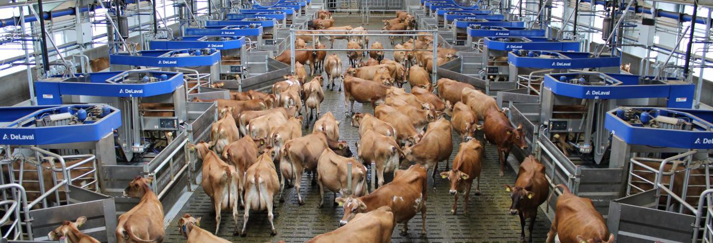 DeLaval VMS™ Batch Milking - VMS Anordnung um Vorwartehof mit Kühen