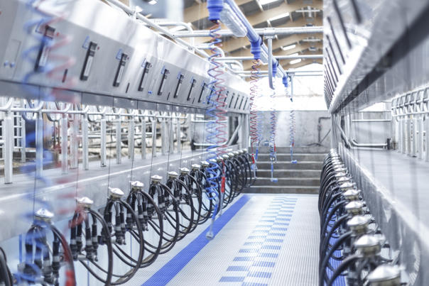 Der DeLaval P2100 ist für höchste Melkleistung und Langlebigkeit konzipiert. Die robuste Edelstahlkonstruktion bietet Stabilität und Hygiene auf höchstem Niveau. Dank der optimierten Kuhpositionierung und schnellen Ein- und Auslassmechanismen ermöglicht der P2100 kurze Melkzeiten, hohen Tierdurchsatz und entspanntes Melken – ideal für große Herden und professionelle Milchviehbetriebe.